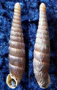 Tabella della Famiglia Clausilidae